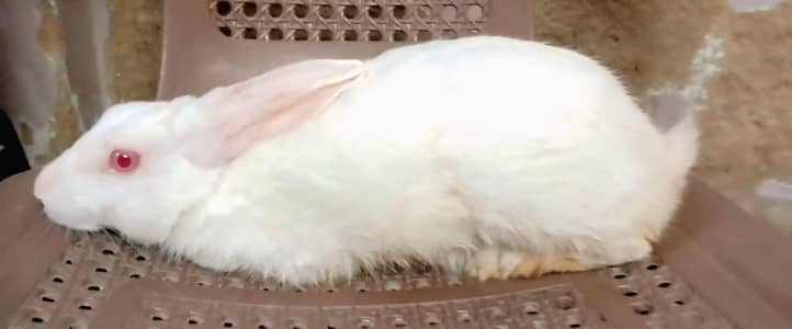 Serious Buyers Only – Final Rs. 2,200 Per Breeding Pair