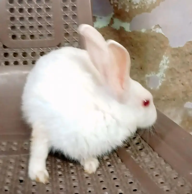 Serious Buyers Only – Final Rs. 2,200 Per Breeding Pair