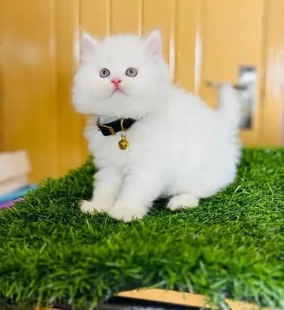 (Persian female kitten) (for sale all) (Pakistan delivery available)