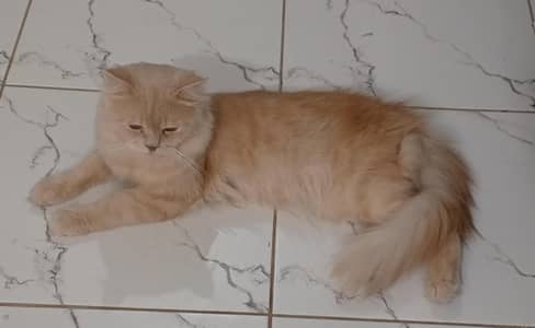 Urgent Sale