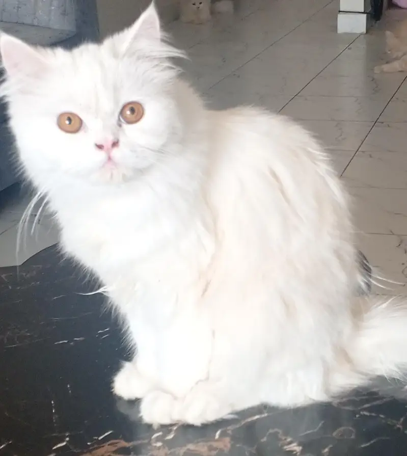 Urgent Sale — photo 3