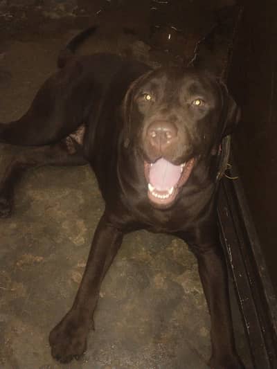 Labrador dog for sale