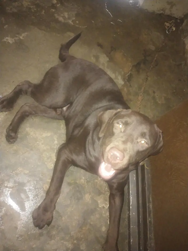 Labrador dog for sale — photo 2