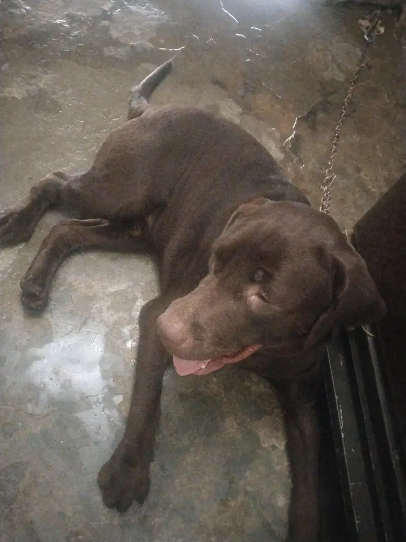 Labrador dog for sale — photo 3