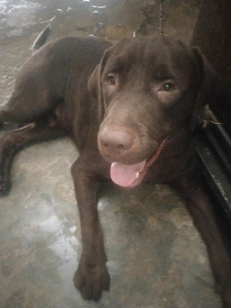Labrador dog for sale — photo 4