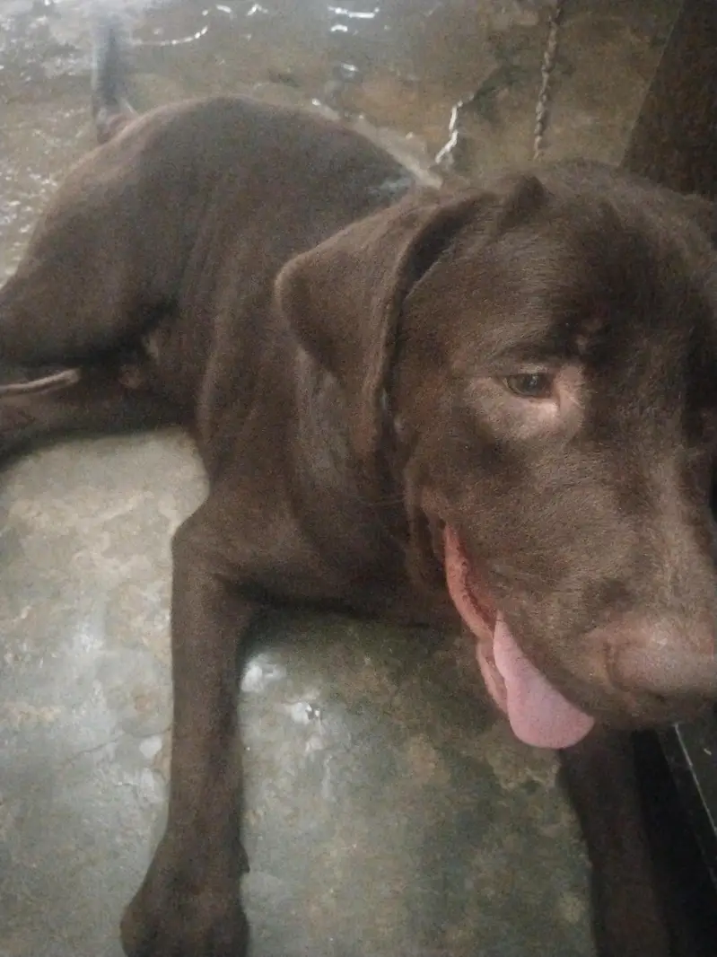 Labrador dog for sale — photo 5