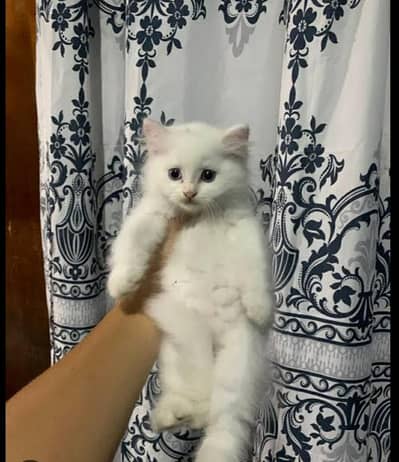 Persian Kitten Doll Face