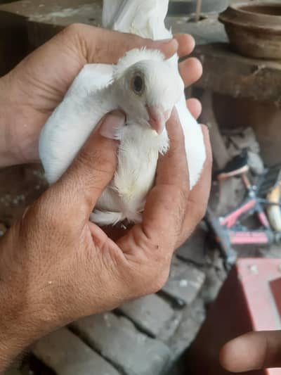 beautiful Albino sentinent breeder pair