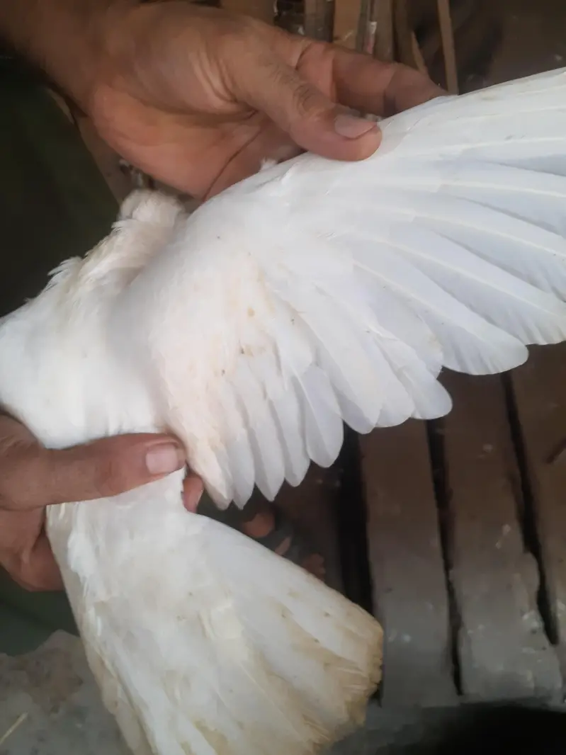 beautiful Albino sentinent breeder pair — photo 2