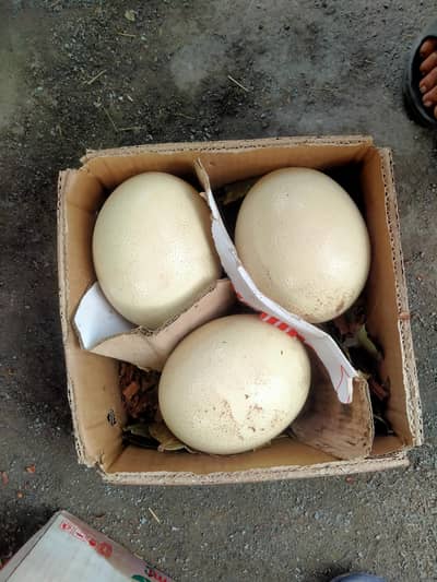 Ostrich Eggs