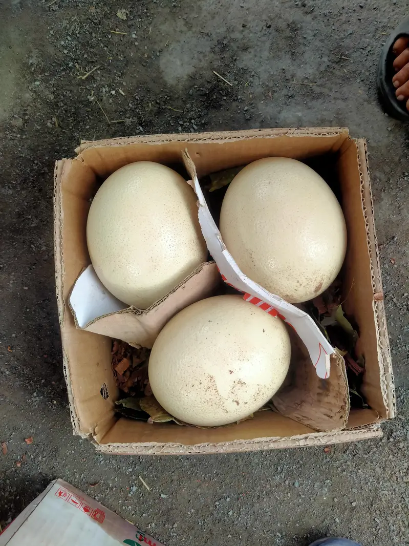 Ostrich Eggs