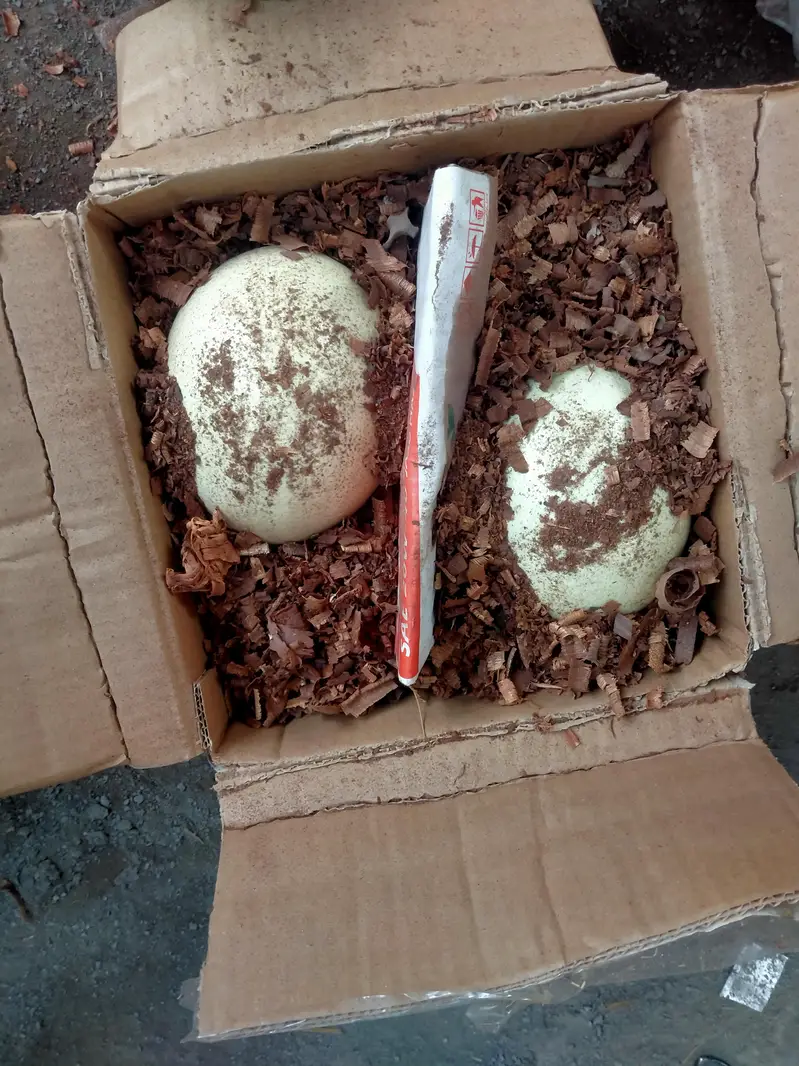 Ostrich Eggs — photo 2