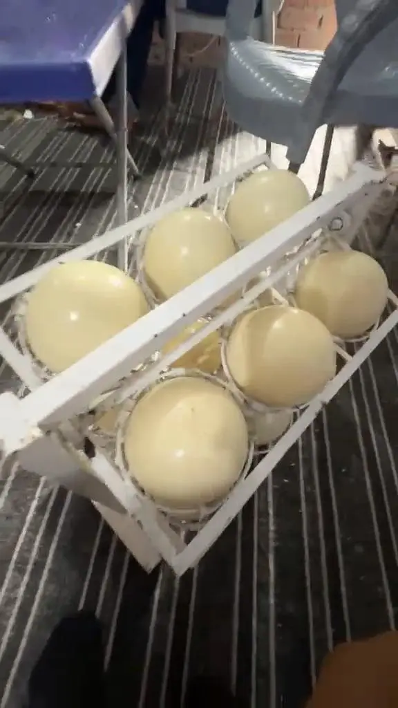 Ostrich Eggs — photo 3