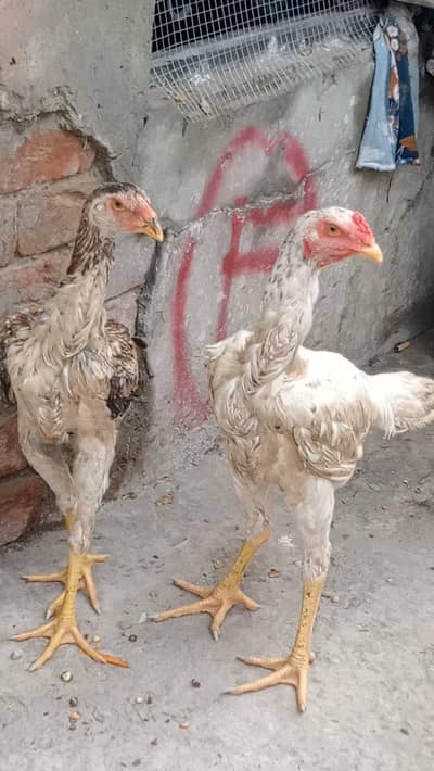japanese shamo pair