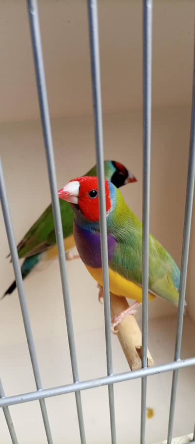 Quality Common Gouldiun Avaiable for sell
