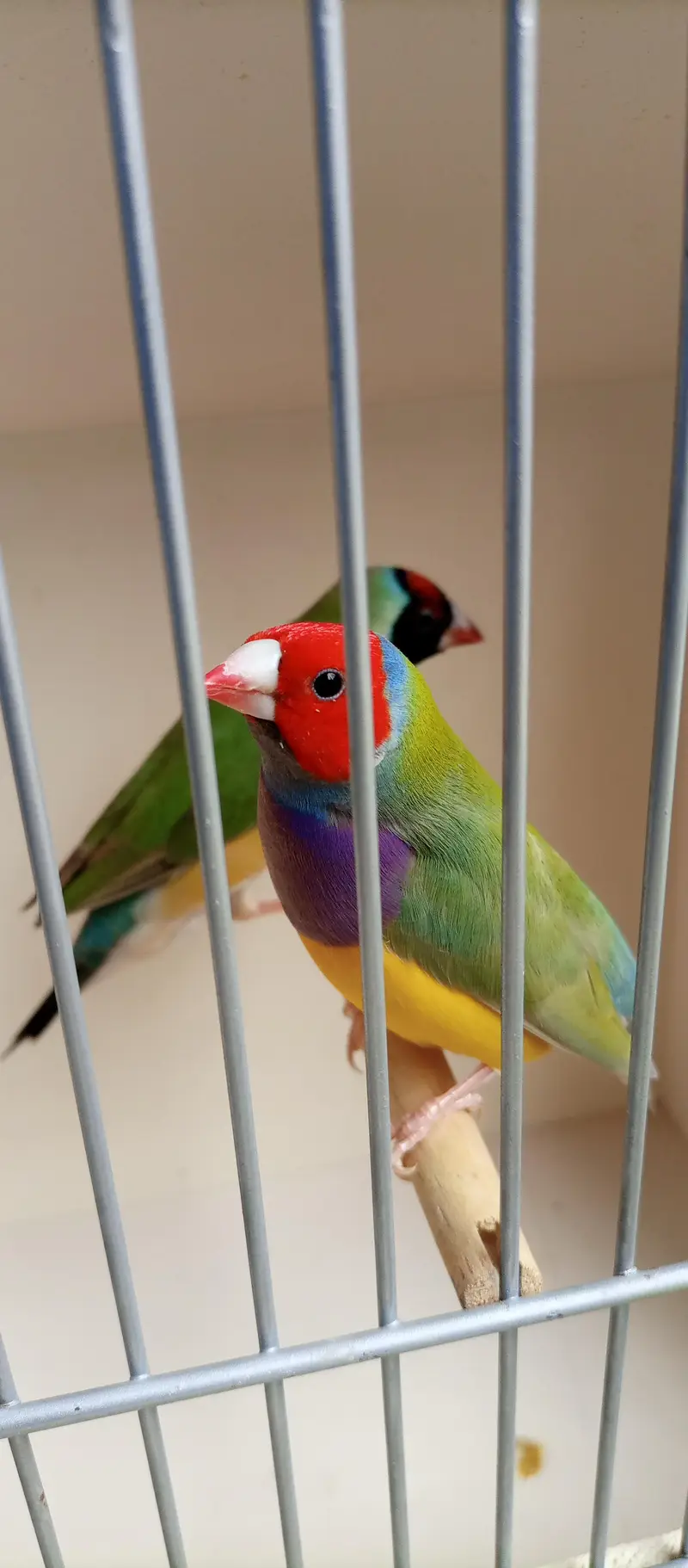 Quality Common Gouldiun Avaiable for sell