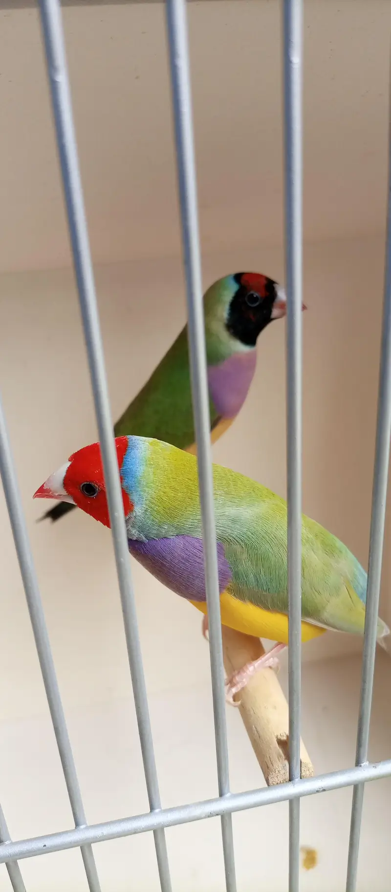 Quality Common Gouldiun Avaiable for sell — photo 2