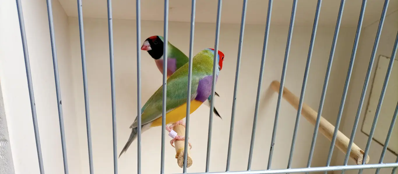 Quality Common Gouldiun Avaiable for sell — photo 3