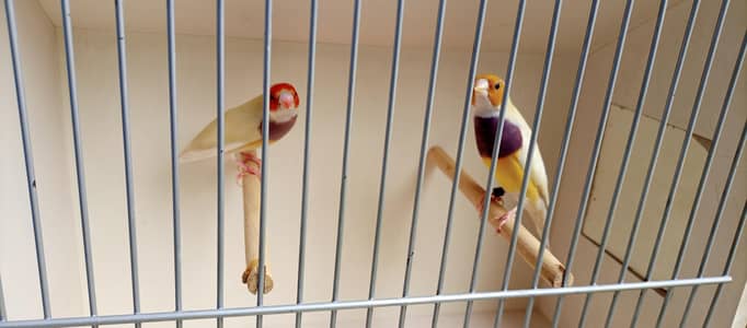 Quality Common Gouldiun Avaiable for sell
