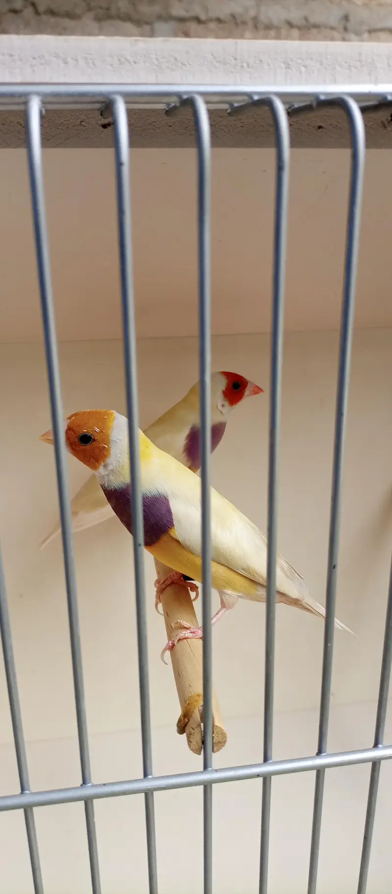 Quality Common Gouldiun Avaiable for sell — photo 5