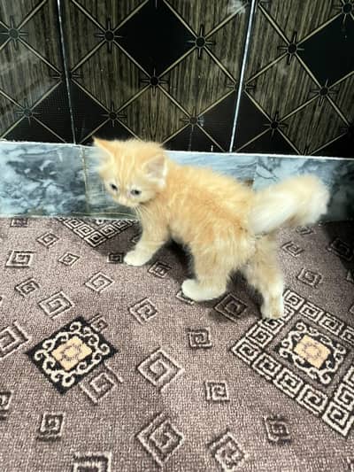 Russian cat