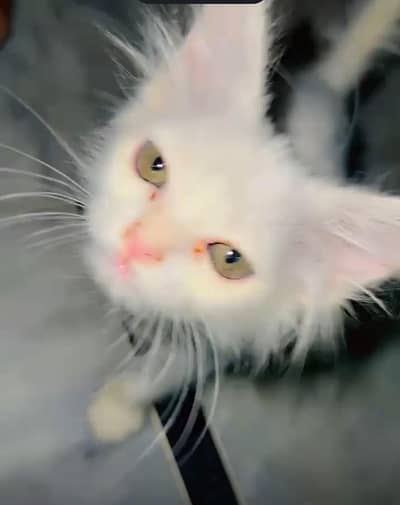 Pure Persian female cat 2 month for sale healthy and playful