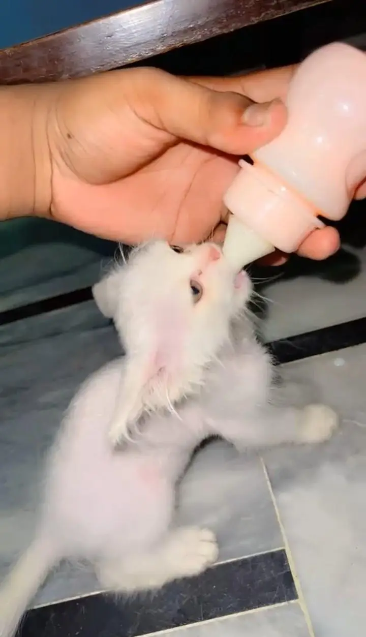 Pure Persian female cat 2 month for sale healthy and playful — photo 2