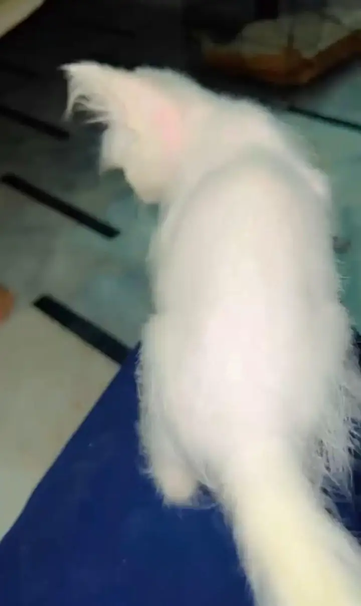Pure Persian female cat 2 month for sale healthy and playful — photo 3