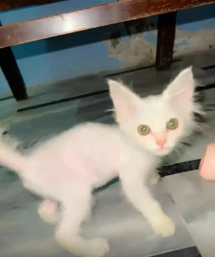 Pure Persian female cat 2 month for sale healthy and playful — photo 4