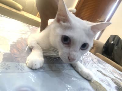 Persion cat bule eyes
