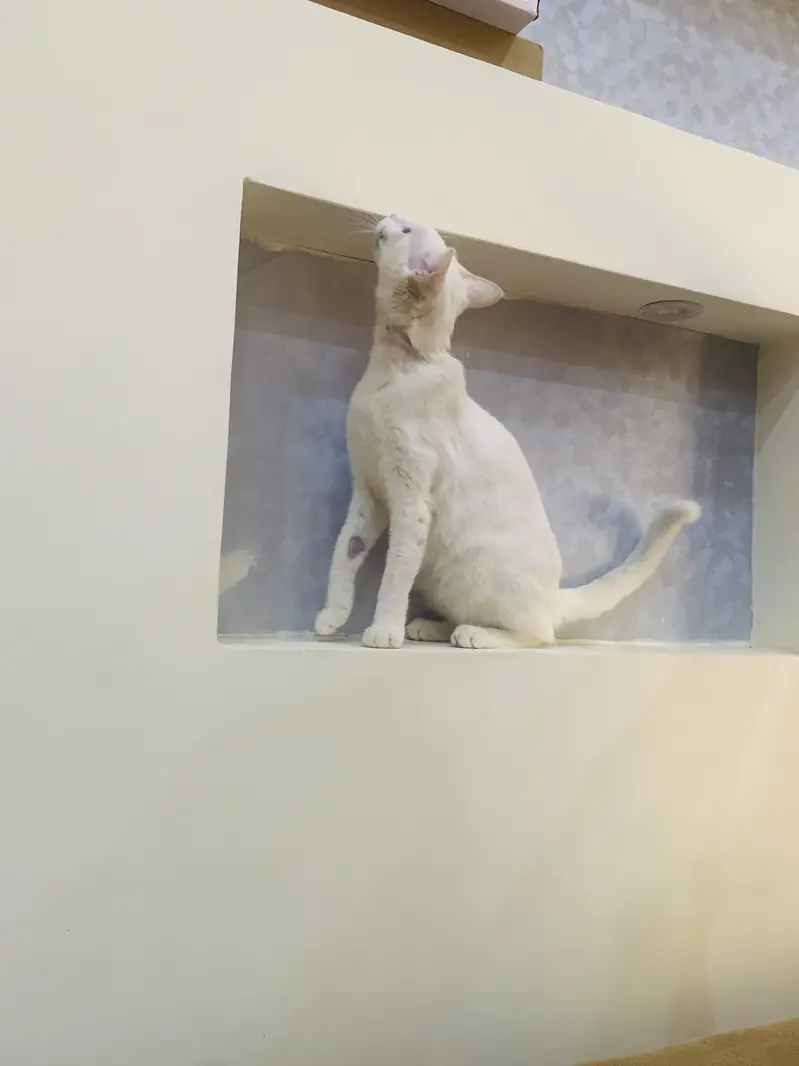 Persion cat bule eyes — photo 2