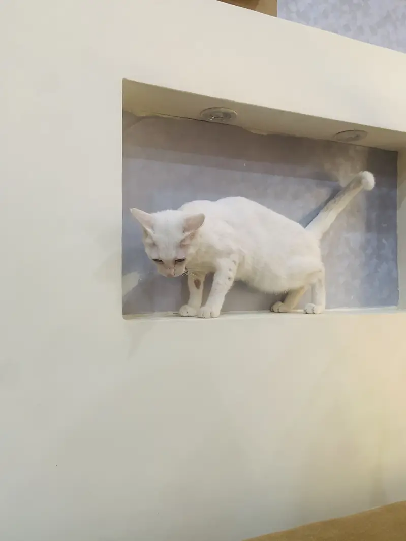 Persion cat bule eyes — photo 3
