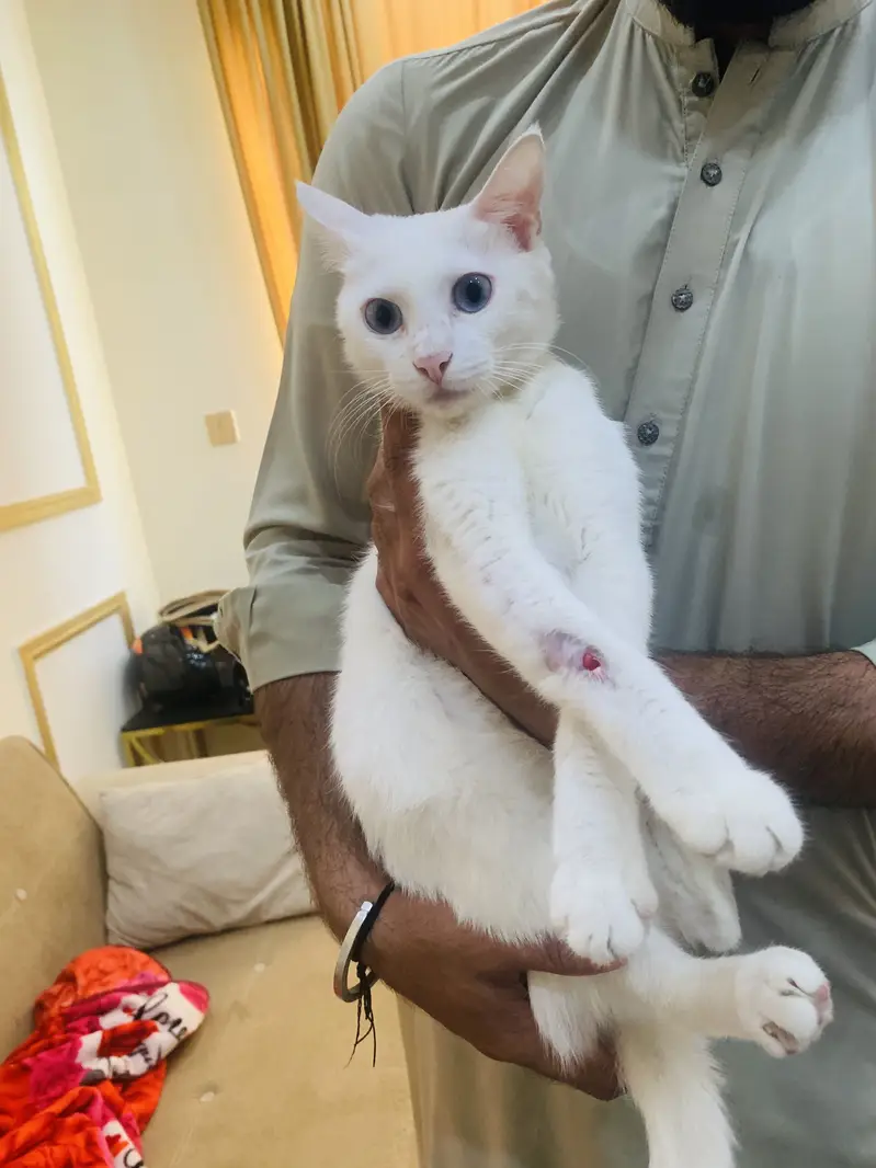 Persion cat bule eyes — photo 4