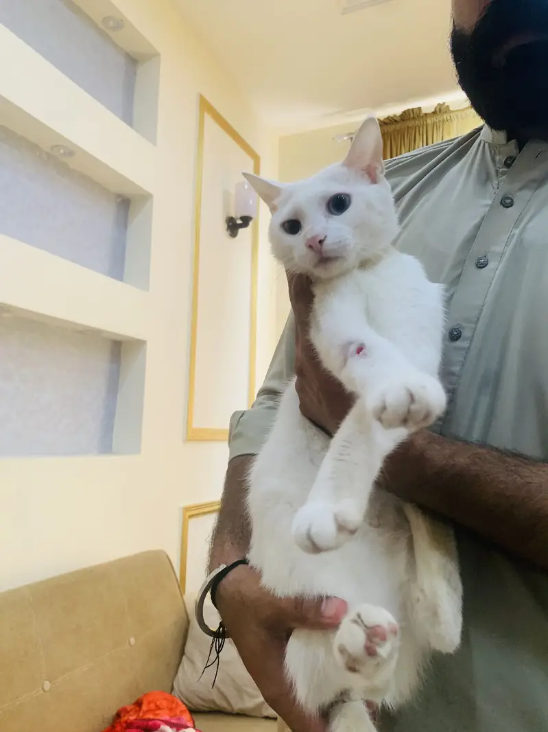 Persion cat bule eyes — photo 5