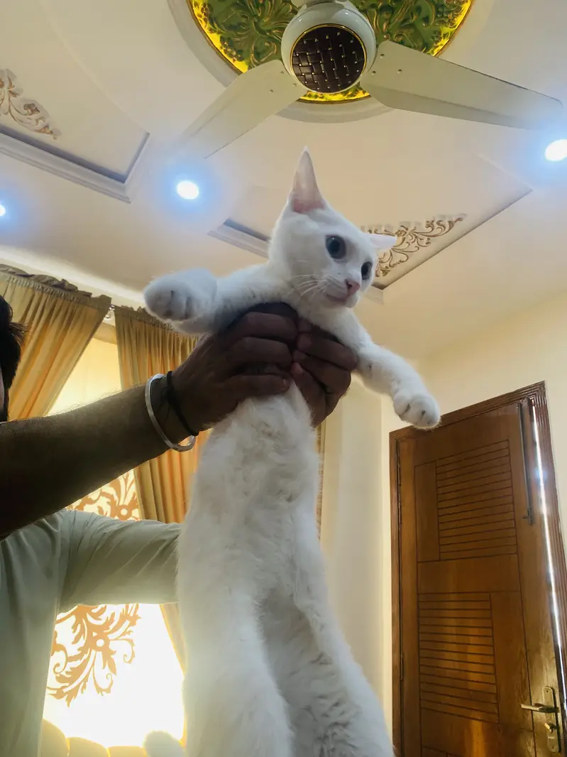 Persion cat bule eyes — photo 6