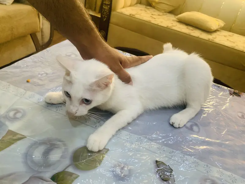 Persion cat bule eyes — photo 8