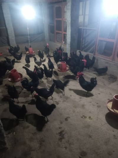 Australop Breeder for sale