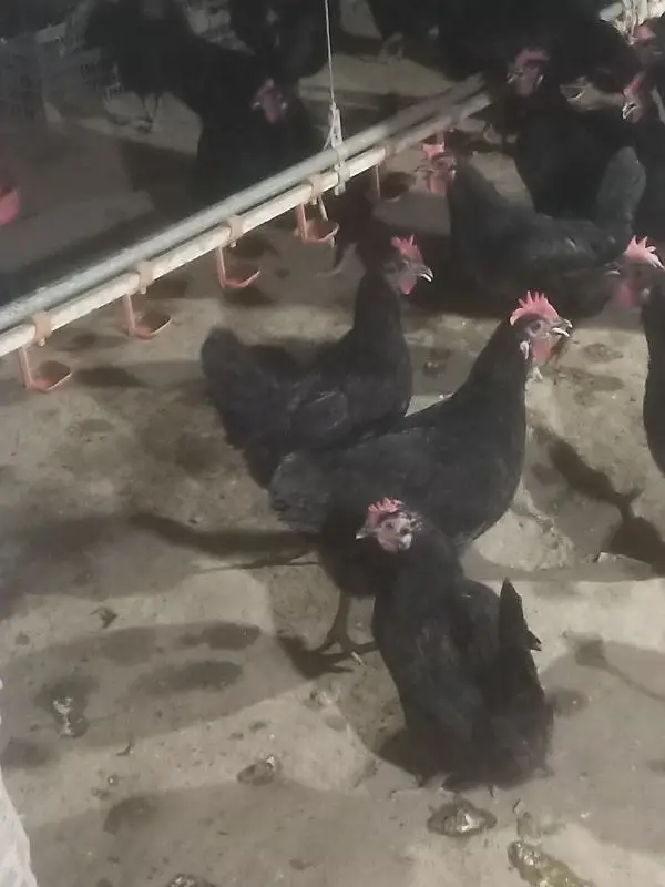 Australop Breeder for sale — photo 3