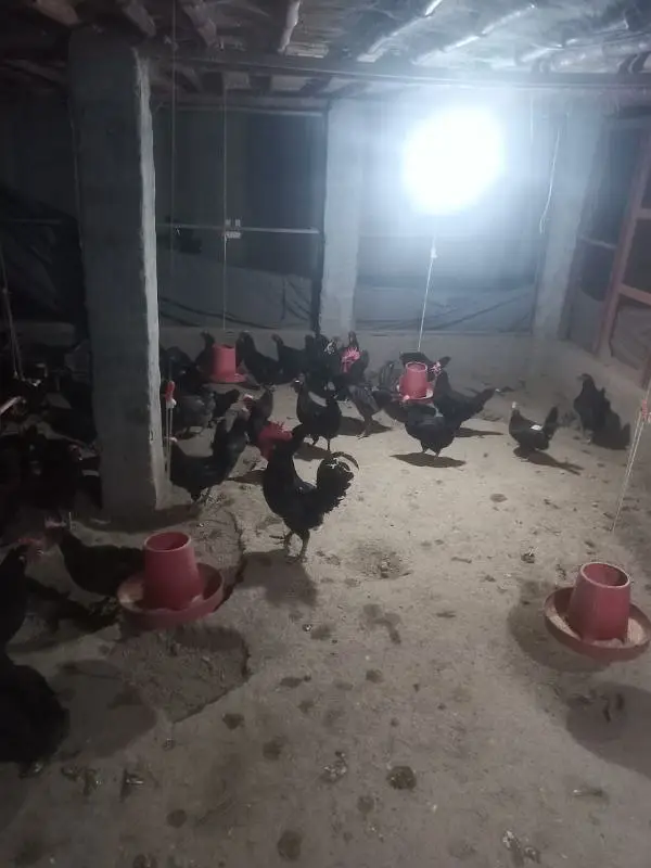 Australop Breeder for sale — photo 5