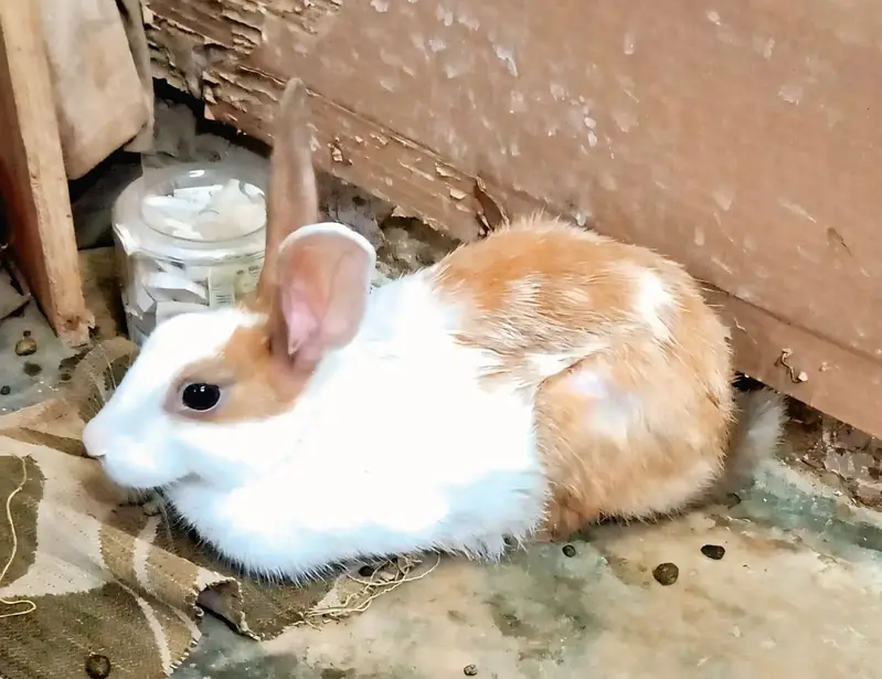 Serious Buyers Only – Final Rs. 2,200 Per Breeding Pair — photo 3