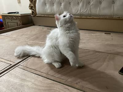 Persion cat