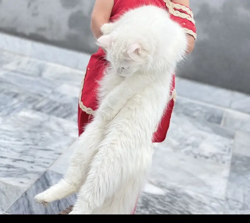 Persion cat — photo 2