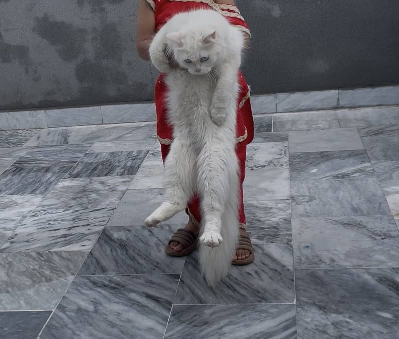 Persion cat 2