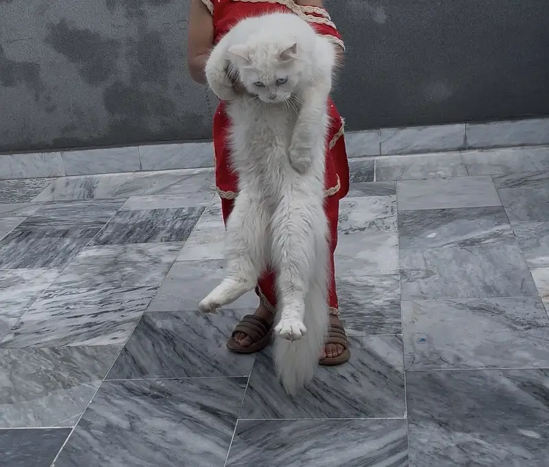 Persion cat — photo 3