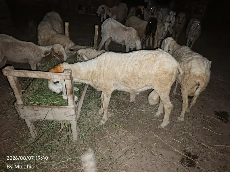 Kajla breeder — photo 2