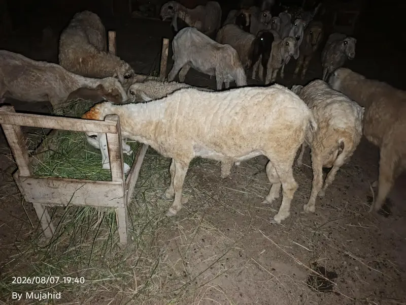 Kajla breeder — photo 3