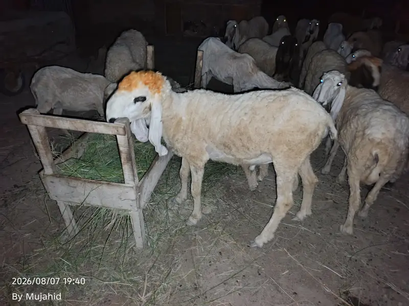 Kajla breeder — photo 4