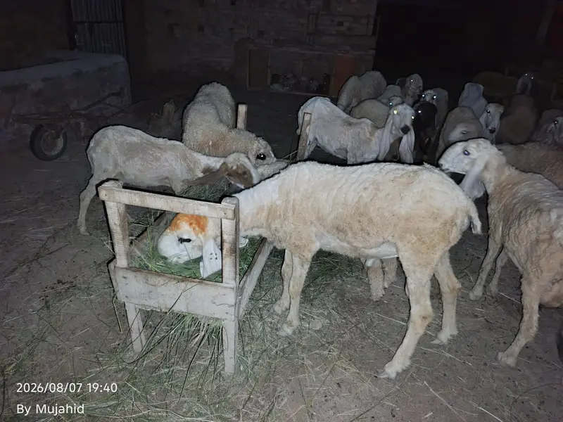 Kajla breeder — photo 5