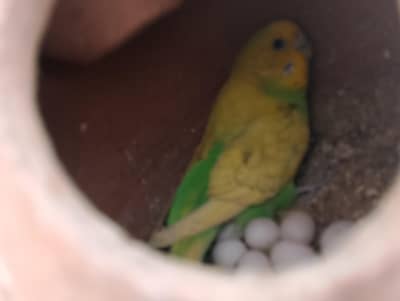 Australian parrot breeder pair with eggs Whatsapp number 03152991924