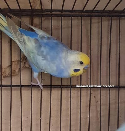 Rainbow Top Quality Young Males